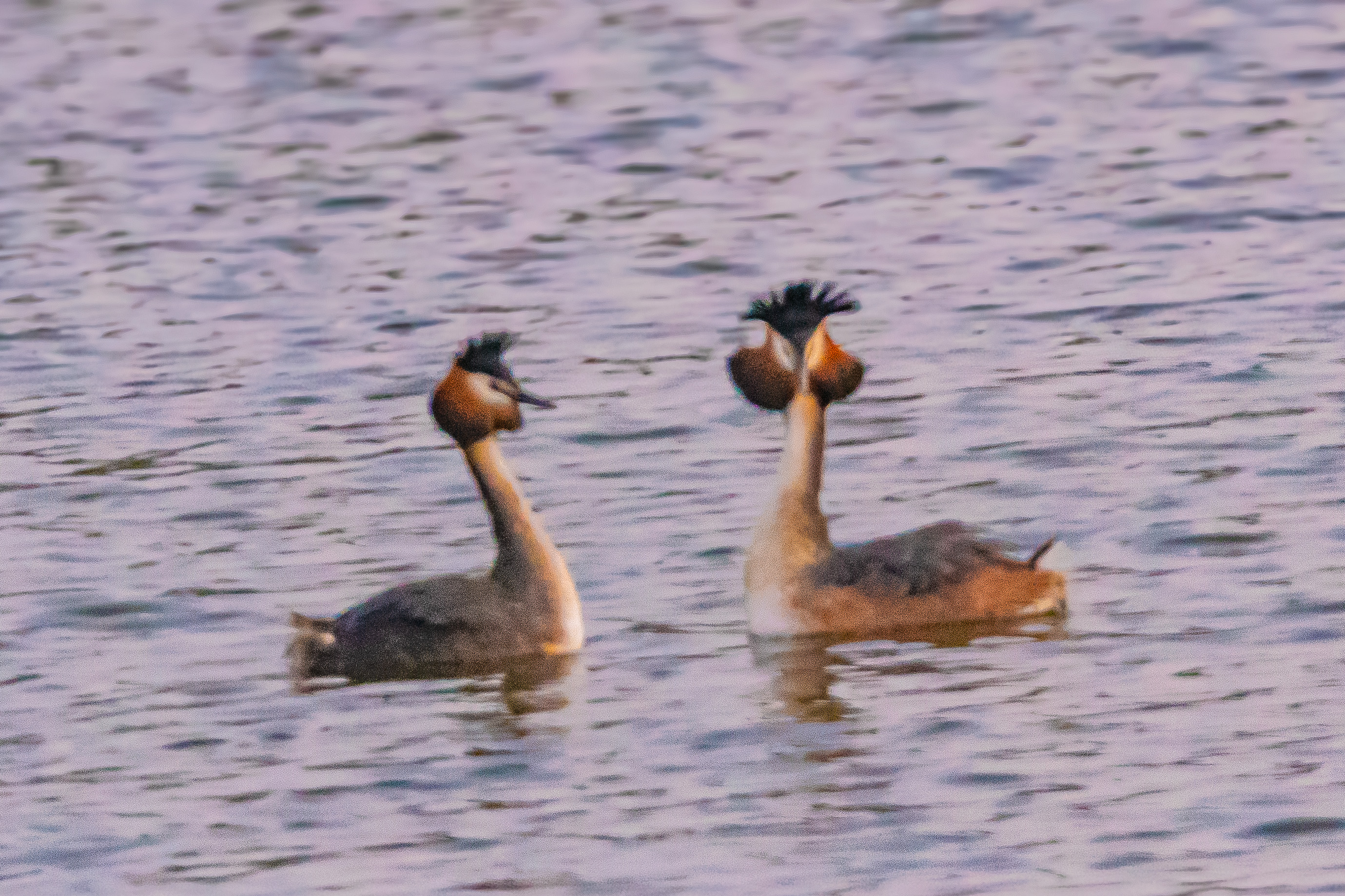 Grèbes huppés (Great crested grebes, Podiceps cristatus), paradant, Réserve naturelle de Mont-Bernanchon, Hauts de France